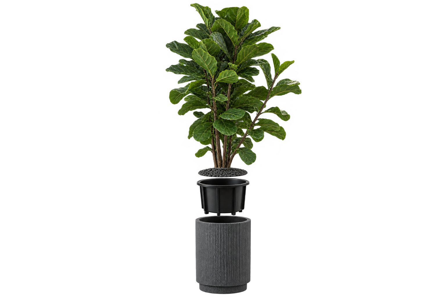 Ficus lyrata en vista desmontada con halo verde