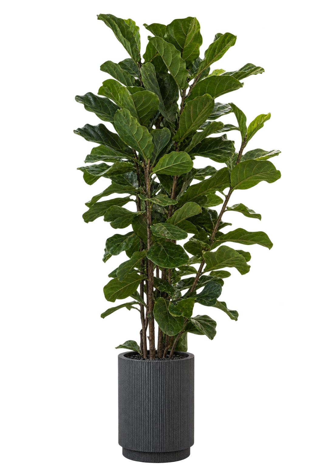 Ficus lyrata en maceta acanalada