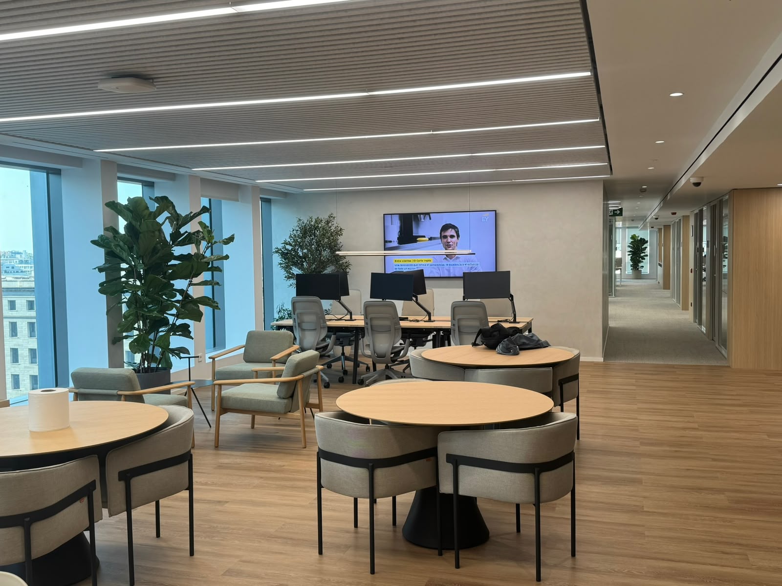 Zona de trabajo y lounge de oficina con ficus lyrata y olivo