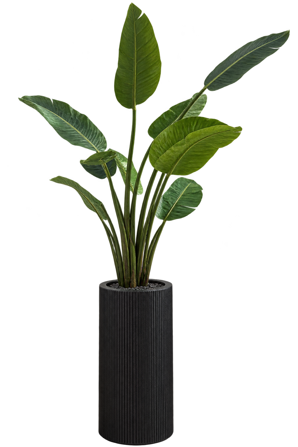 Strelitzia en maceta cilíndrica negra